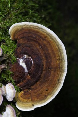 Daedaleopsis tricolor ( Daedaleopsis confragosa var. Üç renkli), le lenzite tricolore.