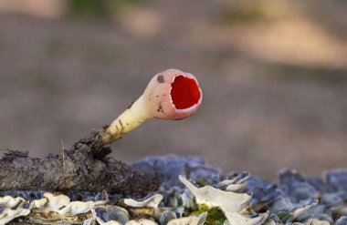 Sarcoscypha austriaca, Ascomycota 'lı Pezizales familyasından bir mantar türü. Genellikle kırmızı elfcup, carlate ve scharlachroter kelchbecherling olarak bilinir..