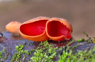 Sarcoscypha austriaca, Ascomycota 'lı Pezizales familyasından bir mantar türü. Genellikle kırmızı elfcup, carlate ve scharlachroter kelchbecherling olarak bilinir..