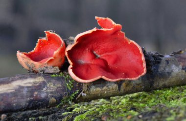 Sarcoscypha austriaca, Ascomycota 'lı Pezizales familyasından bir mantar türü. Genellikle kırmızı elfcup, carlate ve scharlachroter kelchbecherling olarak bilinir..