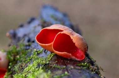 Sarcoscypha austriaca, Ascomycota 'lı Pezizales familyasından bir mantar türü. Genellikle kırmızı elfcup, carlate ve scharlachroter kelchbecherling olarak bilinir..