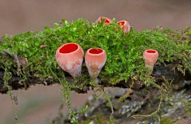 Sarcoscypha austriaca, Ascomycota 'lı Pezizales familyasından bir mantar türü. Genellikle kırmızı elfcup, carlate ve scharlachroter kelchbecherling olarak bilinir..
