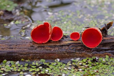 Sarcoscypha austriaca, Ascomycota 'lı Pezizales familyasından bir mantar türü. Genellikle kırmızı elfcup, carlate ve scharlachroter kelchbecherling olarak bilinir..