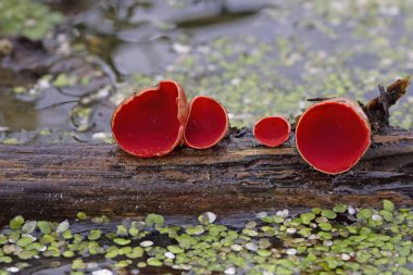 Sarcoscypha austriaca is fungus in the family Sarcoscyphaceae of the order Pezizales of Ascomycota. It is commonly known as the scarlet elfcup, pzize carlate and scharlachroter kelchbecherling. clipart