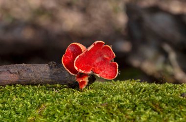 Sarcoscypha austriaca, Ascomycota 'lı Pezizales familyasından bir mantar türü. Genellikle kırmızı elfcup, carlate ve scharlachroter kelchbecherling olarak bilinir..