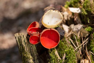 Sarcoscypha austriaca is fungus in the family Sarcoscyphaceae of the order Pezizales of Ascomycota. It is commonly known as the scarlet elfcup, pzize carlate and scharlachroter kelchbecherling. clipart