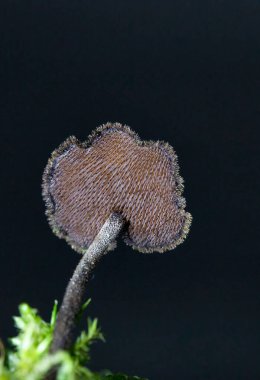 Auriscalpium vulgare ya da yaygın olarak bilinen adıyla kozalak mantarı, koni dişi ya da kulak toplayıcı mantar, Russulales familyasından bir mantar türüdür.. 