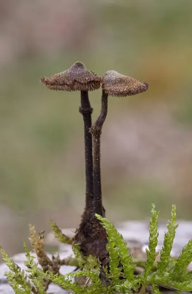 stock image Auriscalpium vulgare, commonly known as the pinecone mushroom, the cone tooth, or the ear-pick fungus, is a species of fungus in the family Auriscalpiaceae of the order Russulales. 