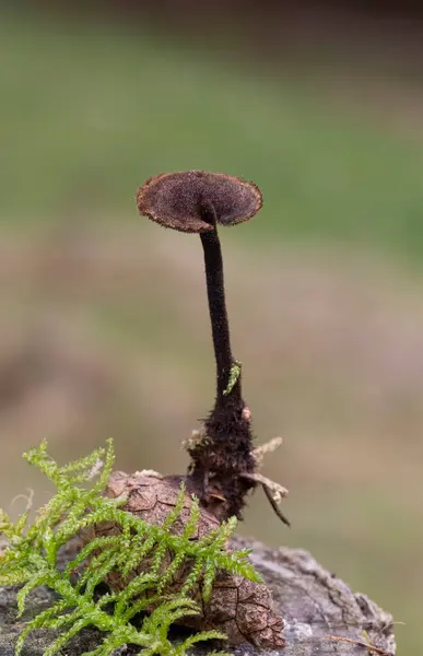 stock image Auriscalpium vulgare, commonly known as the pinecone mushroom, the cone tooth, or the ear-pick fungus, is a species of fungus in the family Auriscalpiaceae of the order Russulales. 