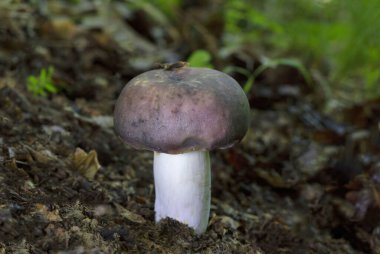 Russula siyanoksantha, Rusya 'nın Avrupa' daki en yaygın türlerinden biridir. Russula siyanoksantha, Russula cinsinin diğer üyelerinden ayırt edilebilen bir bazidiyomicete mantarıdır. 