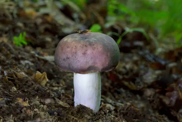 Russula siyanoksantha, Rusya 'nın Avrupa' daki en yaygın türlerinden biridir. Russula siyanoksantha, Russula cinsinin diğer üyelerinden ayırt edilebilen bir bazidiyomicete mantarıdır. 
