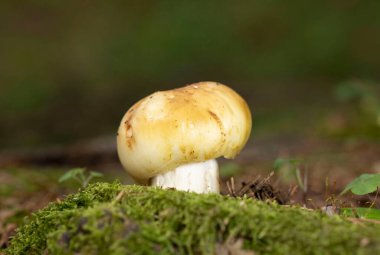 Russula cenini, genellikle pis kokulu russula olarak bilinir, yapraklı ve kozalaklı ormanlarda bulunan yaygın bir Rus mantarıdır..