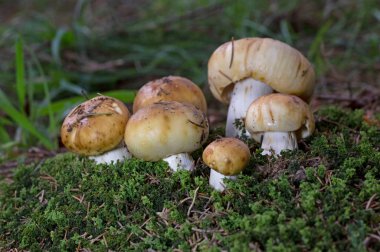 Russula foetens, commonly known as the stinking russula, is a common Russula mushroom found in deciduous and coniferous forests. clipart