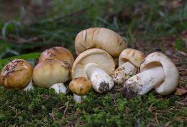 Russula cenini, genellikle pis kokulu russula olarak bilinir, yapraklı ve kozalaklı ormanlarda bulunan yaygın bir Rus mantarıdır..