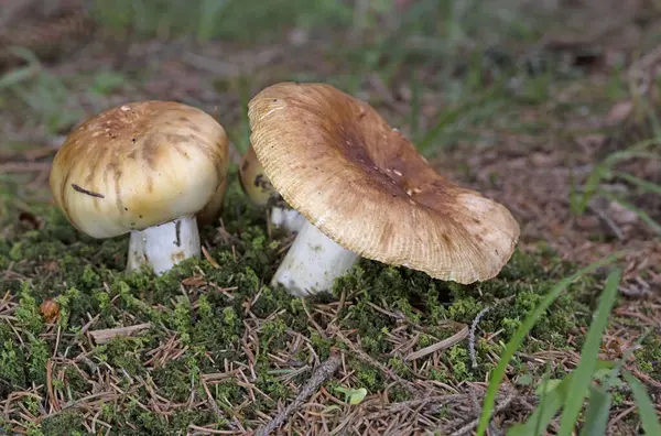 Russula cenini, genellikle pis kokulu russula olarak bilinir, yapraklı ve kozalaklı ormanlarda bulunan yaygın bir Rus mantarıdır..