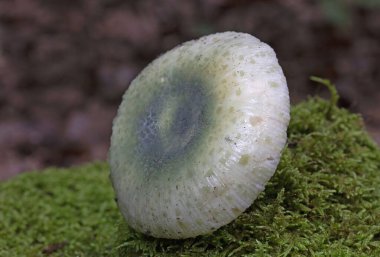 Russula virescens is one of the finest of edible brittlegills; it has a nutty flavour which is niticeably enhanced by the process of drying. clipart