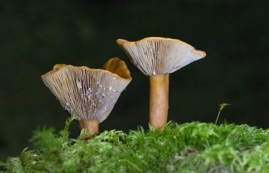 Lactarius aurantiacus, the Orange Milkcap, is found in great abundance beneath spruce, pine and occasionally birch trees.Lactarius aurantiacus syn.Lactarius mitissimus is part of the Russulaceae family, the genus Lactarius  clipart