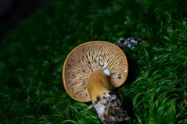 stock image Lactarius aurantiacus, the Orange Milkcap, is found in great abundance beneath spruce, pine and occasionally birch trees.Lactarius aurantiacus syn.Lactarius mitissimus is part of the Russulaceae family, the genus Lactarius 