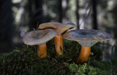 Lactarius deterrimus, also known as false saffron milkcap or orange milkcap, is a species of fungus in the family Russulaceae. clipart