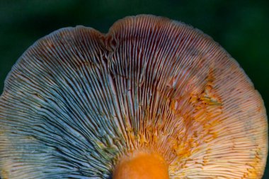 Lactarius deterrimus, also known as false saffron milkcap or orange milkcap, is a species of fungus in the family Russulaceae. clipart