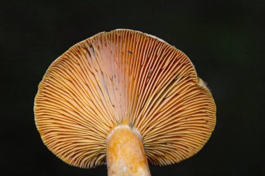 Lactarius deterrimus, Russulaceae familyasından bir mantar türüdür..
