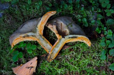 Lactarius deterrimus, also known as false saffron milkcap or orange milkcap, is a species of fungus in the family Russulaceae. clipart