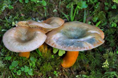 Lactarius deterrimus, Russulaceae familyasından bir mantar türüdür..