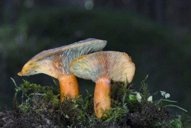 Lactarius deterrimus, Russulaceae familyasından bir mantar türüdür..