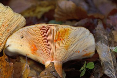 Lactarius deterrimus, also known as false saffron milkcap or orange milkcap, is a species of fungus in the family Russulaceae. clipart