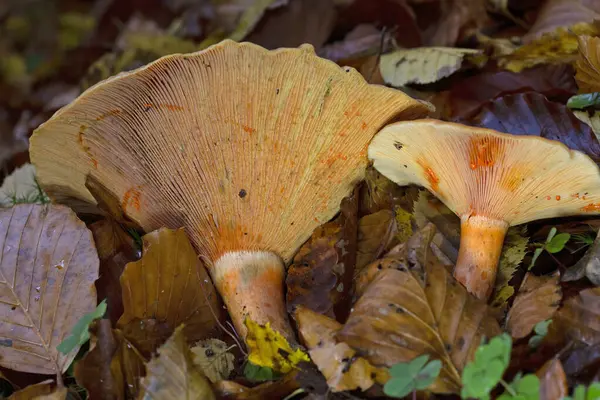 Lactarius deterrimus, Russulaceae familyasından bir mantar türüdür..