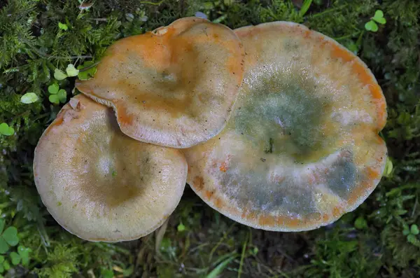 Lactarius deterrimus, Russulaceae familyasından bir mantar türüdür..