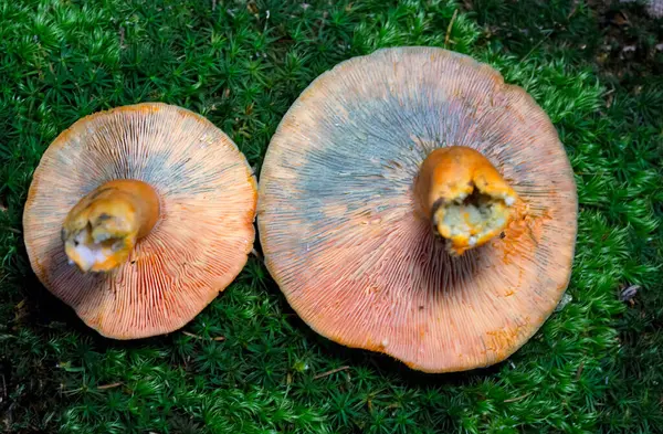 Lactarius deterrimus, Russulaceae familyasından bir mantar türüdür..