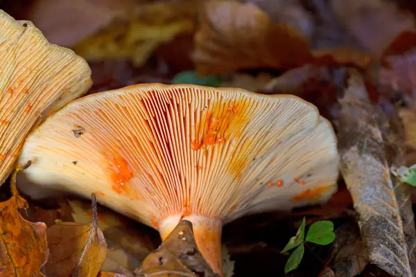 Lactarius deterrimus, Russulaceae familyasından bir mantar türüdür..