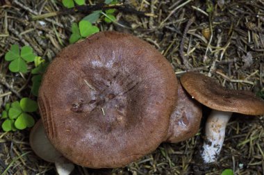 Lactarius Rufus, mantar cinsi Lactarius 'un yaygın olarak süt kapağı olarak bilinen ve yaygın olarak süt kapağı veya kırmızı sıcak süt kapağı olarak bilinen bir üyesidir..