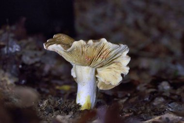 Lactarius acris, Lactarius cinsinin büyük bir üyesidir..