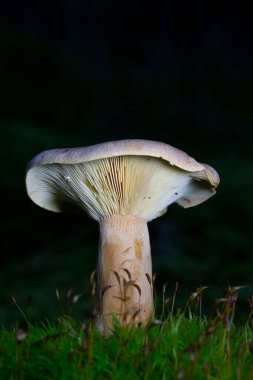 Lactarius helvus, commonly known as fenugreek milkcap, is a member of the large milkcap genus Lactarius in the order Russulales. Fruiting bodies can be found in Sphagnum moss in coniferous and deciduous woodland in Europe.  clipart