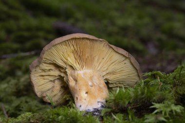 Lactarius helvus ya da yaygın olarak bilinen adıyla fenugrek milkcap, büyük süt kapağı cinsi Lactarius 'un bir üyesidir. Avrupa 'nın kozalaklı ve yaprak döken ormanlarında, Sphagnum yosunlarında meyve veren cesetler bulunabilir.. 