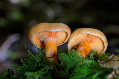 Lactarius salmonicolor is a species of fungus in the family Russulaceae.It is an edible mushroom native of Europe. Lactarius salmonicolor can be found throughout most of Europe from September to November, the species growing season clipart