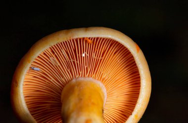 Lactarius salmonicolor, Rusya 'da yaşayan bir mantar türüdür. Lactarius salmonicolor, Eylül 'den Kasım' a kadar Avrupa 'nın çoğunda bulunabilir.