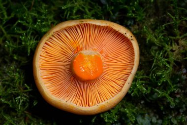 Lactarius salmonicolor is a species of fungus in the family Russulaceae.It is an edible mushroom native of Europe. Lactarius salmonicolor can be found throughout most of Europe from September to November, the species growing season clipart