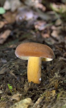 Lactarius volemus ya da portakallı laktarius, Russulaceae familyasından bir mantar türüdür. Geniş yapraklı ormanlarda, daha çok kestane ağaçlarının altında ve daha az sık kozalaklı ormanlarda yetişir.