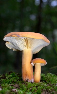 Lactarius volemus ya da portakallı laktarius, Russulaceae familyasından bir mantar türüdür. Geniş yapraklı ormanlarda, daha çok kestane ağaçlarının altında ve daha az sık kozalaklı ormanlarda yetişir.