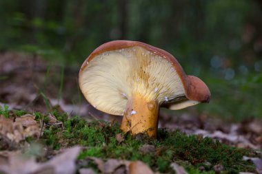 Lactarius volemus ya da portakallı laktarius, Russulaceae familyasından bir mantar türüdür. Geniş yapraklı ormanlarda, daha çok kestane ağaçlarının altında ve daha az sık kozalaklı ormanlarda yetişir.