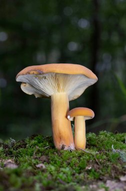 Lactarius volemus ya da portakallı laktarius, Russulaceae familyasından bir mantar türüdür. Geniş yapraklı ormanlarda, daha çok kestane ağaçlarının altında ve daha az sık kozalaklı ormanlarda yetişir.