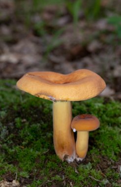 Lactarius volemus ya da portakallı laktarius, Russulaceae familyasından bir mantar türüdür. Geniş yapraklı ormanlarda, daha çok kestane ağaçlarının altında ve daha az sık kozalaklı ormanlarda yetişir.