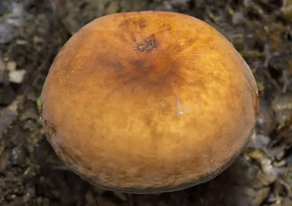 stock image Lactarius volemus,or orange lactarius,is a species of basidiomycete fungus in the family Russulaceae.It grows in broadleaf forests, mainly under chestnut trees,and less frequently in coniferous forest