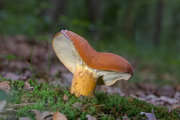 stock image Lactarius volemus,or orange lactarius,is a species of basidiomycete fungus in the family Russulaceae.It grows in broadleaf forests, mainly under chestnut trees,and less frequently in coniferous forest