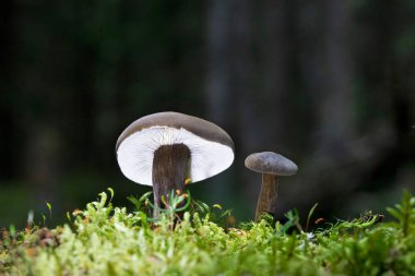 Lactarius lignyotus, Lactarius familyasından bir kuş türü. Koyu kahverengi, kadifemsi bir Lactarius, kozalaklı ağaçların altında yetişir ve oldukça iyi aralıklı solungaçlara sahiptir.