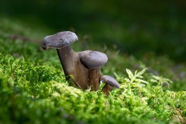 Lactarius lignyotus, Lactarius familyasından bir kuş türü. Koyu kahverengi, kadifemsi bir Lactarius, kozalaklı ağaçların altında yetişir ve oldukça iyi aralıklı solungaçlara sahiptir.