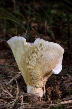 Lactifluus vellereus, Lactifluus familyasından oldukça büyük bir mantar türü. Lactifluus vellereus (eski adıyla Lactarius vellereus), Lactifluus familyasından oldukça büyük bir mantar türü..